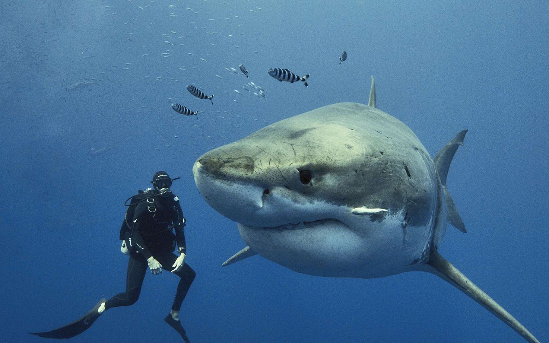 Pendant combien de temps un grand requin blanc peut-il jeûner ? 