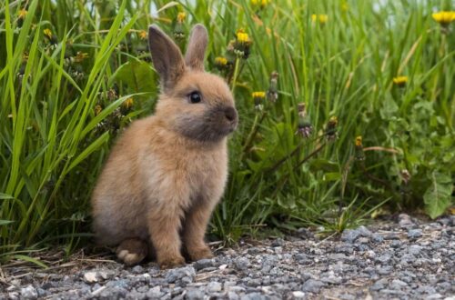 Le lapin est un animal qui fait partie de la famille des rongeurs. Vrai ou faux ? 