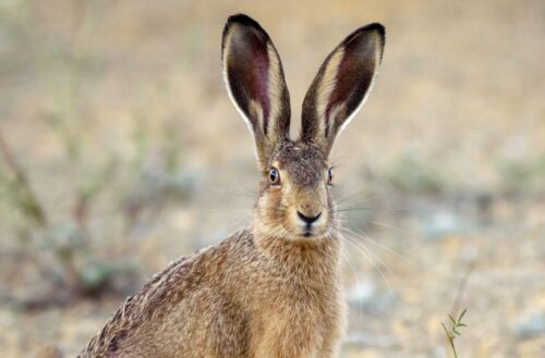 Grâce à ses grandes oreilles, le lapin possède une ouïe extrêmement fine et développée. Vrai ou faux ? 
