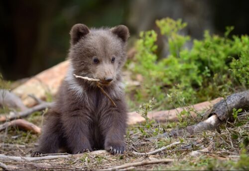 Chez l’ours brun, les oursons naissent en été. Vrai ou faux ? 