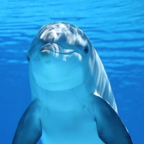 Les dauphins dorment avec un œil ouvert et l’autre fermé. Vrai ou faux ? 