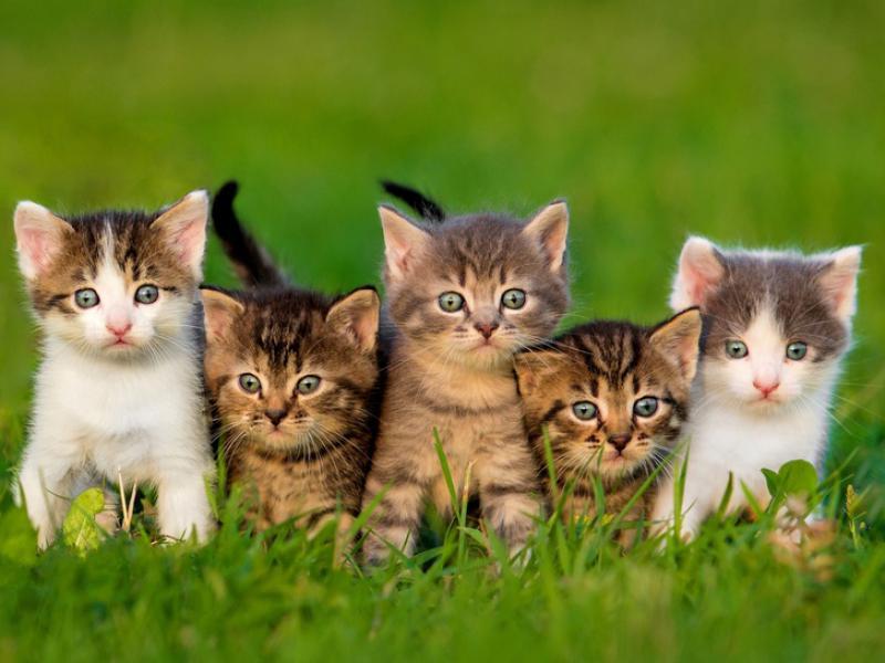 A combien estime-t-on le nombre de chats de compagnie en France ?