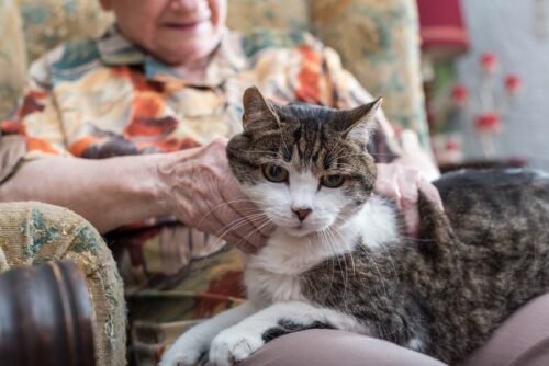 Quel est l'âge de Creme Puff, le chat le plus vieux du monde ? 