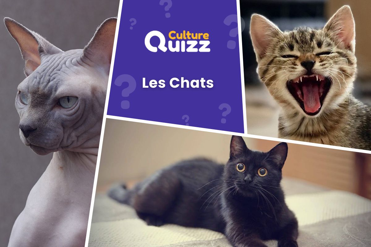 Quiz spécial Chats - Testez vos connaissances sur les Chats avec ce quiz