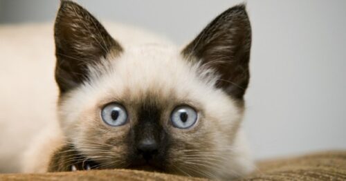 Quelle particularité touche particulièrement les chats siamois ?