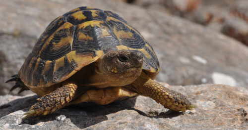 Les tortues peuvent exceptionnellement sortir de leur carapace. Vrai ou faux ? 