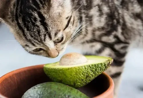 Les avocats sont toxiques pour les chats. Vrai ou faux ? 