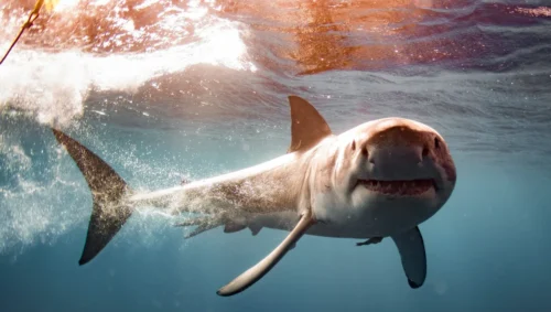 Quelle est l’espérance de vie que peut atteindre un grand requin blanc mâle ? 