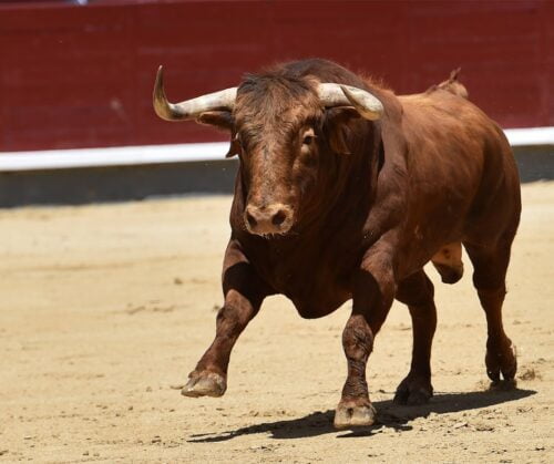 Les taureaux sont excités par la couleur rouge. Vrai ou faux ? Taureau dans l'arène