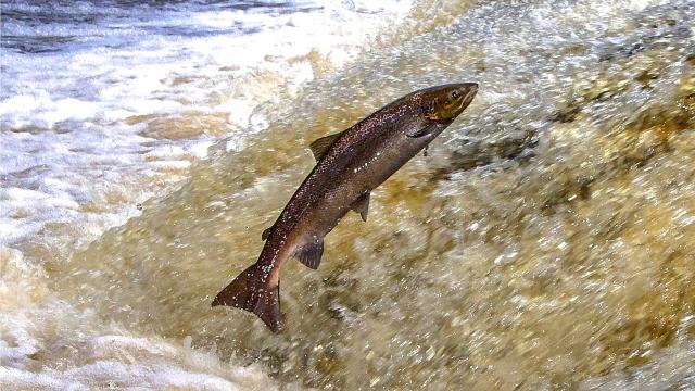 Pourquoi les saumons sauvages remontent-ils les rivières ? 
