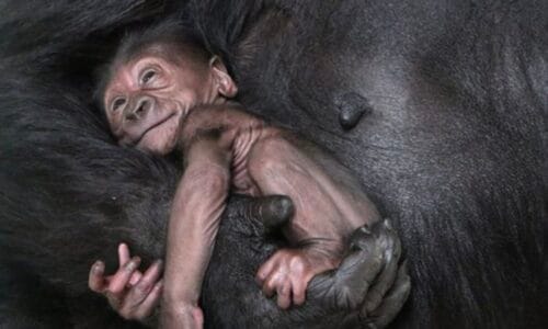 Quel est le nom donné à un bébé gorille ? 