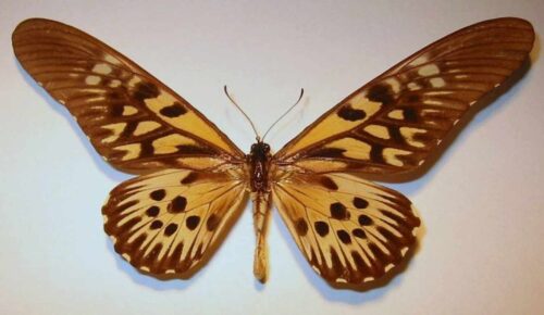 Quiz spécial Papillons