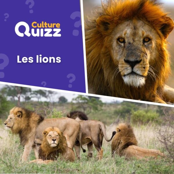 Quiz spécial sur les lion : le roi des animaux