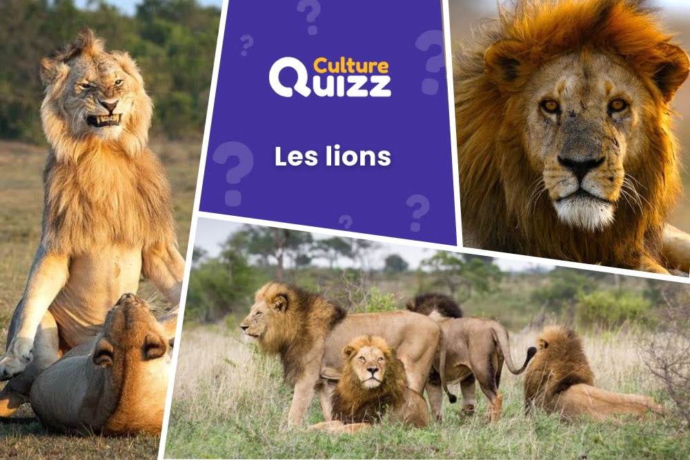 Quiz spécial sur les Lions - Quiz spécial sur les lion : le roi des animaux