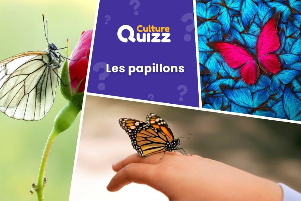 Quiz spécial Papillons - Testez vos connaissances avec le quiz dédié aux papillons