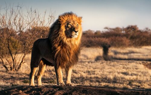Quelle est la vitesse moyenne d'un lion qui parcourir 4 km en 6 minutes ? Lion Afrique