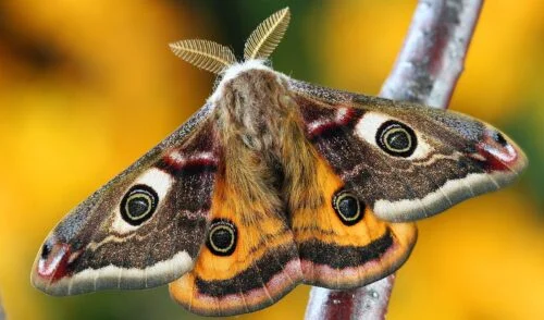 Quel le pourcentage de papillons de nuit sur l’ensemble des papillons ? 