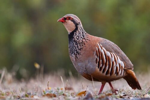 Quel est le nom de cet animal très courant en France ? 