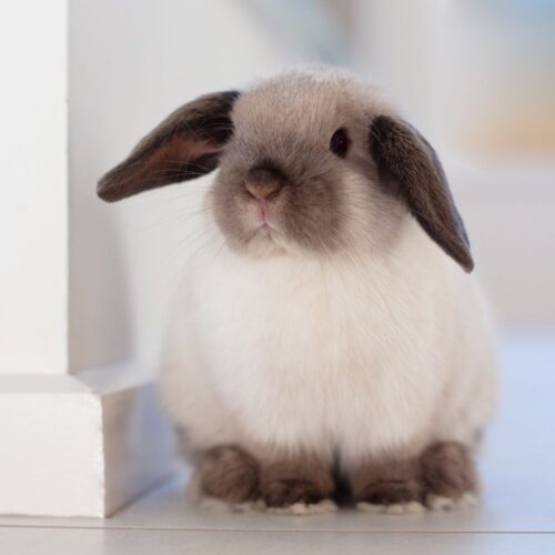 Quelle race de lapin a les oreilles tombantes ? 