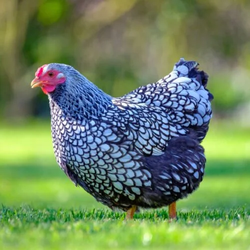 Combien d'œufs, une jeune poule peut-elle pondre en un an ? 
