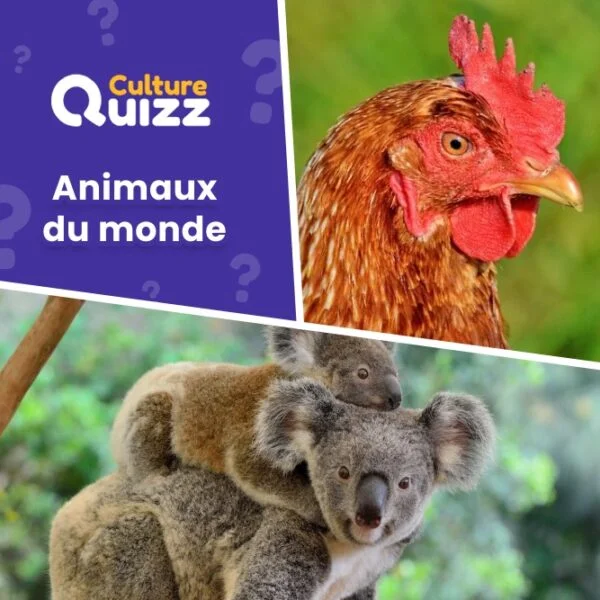 Quiz animaux du monde #4 : testez vos connaissances animales