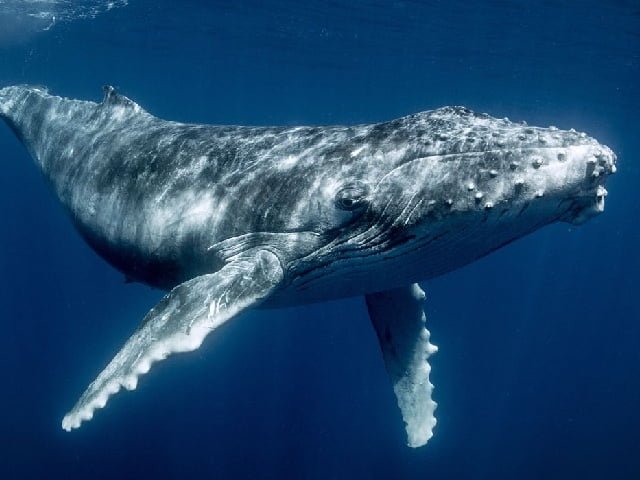  La baleine