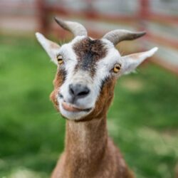 La chèvre - Quel animal est présent dans un élevage d’héliciculture ?