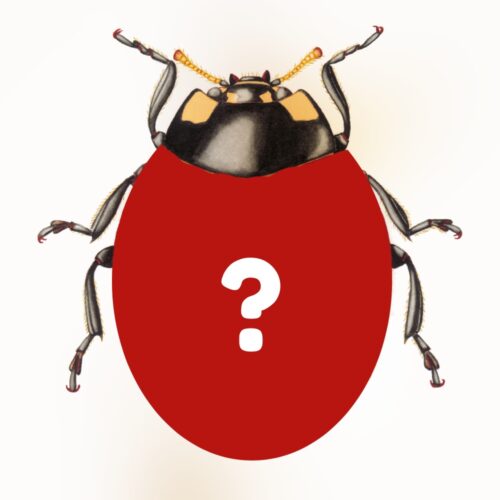 Combien de points noirs, les coccinelles les plus courantes d’Europe, ont-elles sur le dos ? 