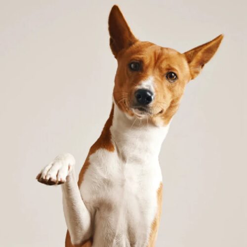 Combien de doigts qui touchent le sol, les chiens possèdent-ils au total ? 