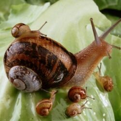 L’escargot - Quel animal est présent dans un élevage d’héliciculture ?
