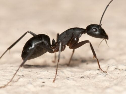 Quels insectes font partie des hyménoptères tout comme les fourmis ? 