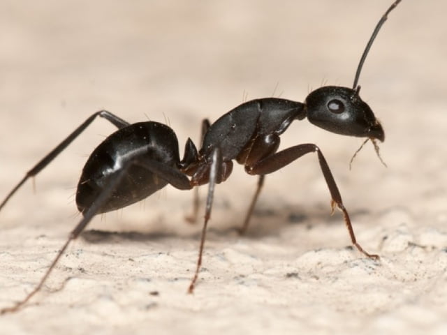  La fourmi