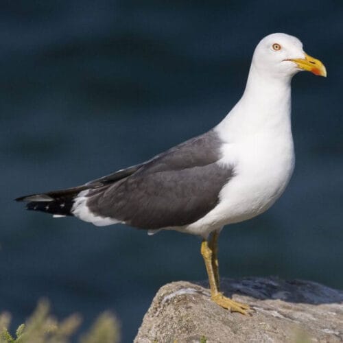 Quelle est la bonne orthographe de cet oiseau ? 