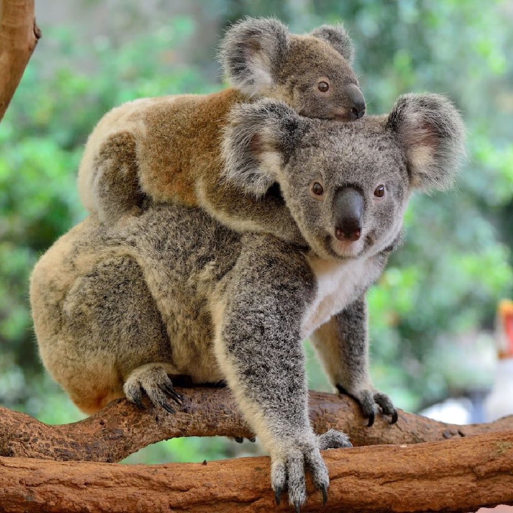 Quel est l’aliment préféré des koalas ? 