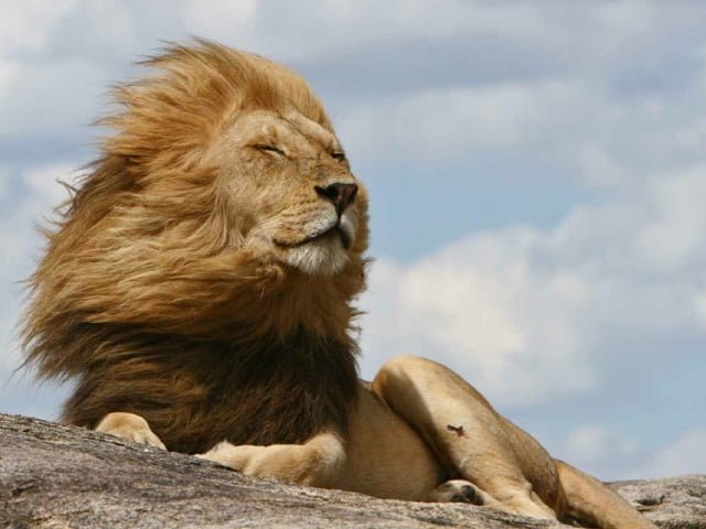  Le lion