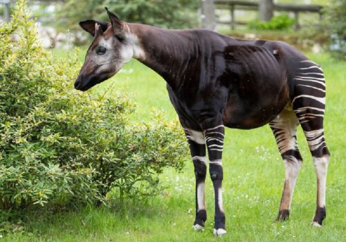Quel est le nom de cet animal africain ? 