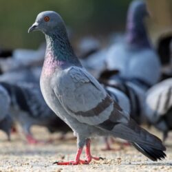Le pigeon - Quel animal est présent dans un élevage d’héliciculture ?