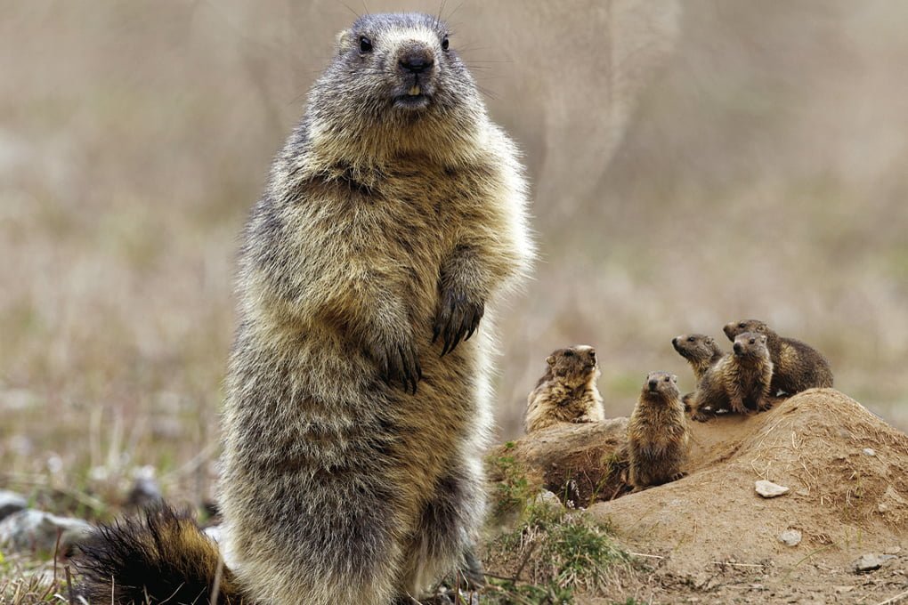 Quel est le nom familier de la marmotte au Québec ? 