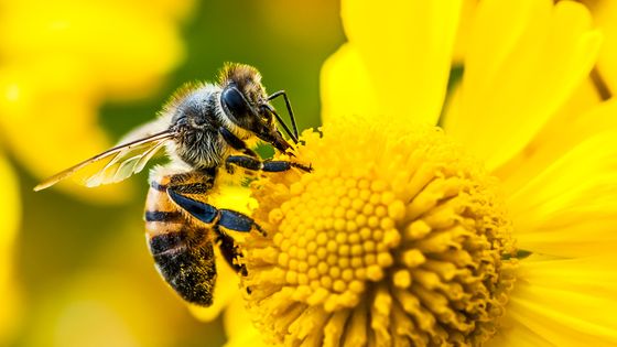 Quel est le rayon de butinage des abeilles autour de la ruche ? 