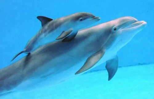 Comment s'appelle le bébé du dauphin ? 