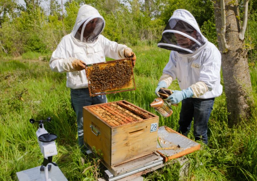 Quel nom désigne “l’élevage des abeilles” ? 