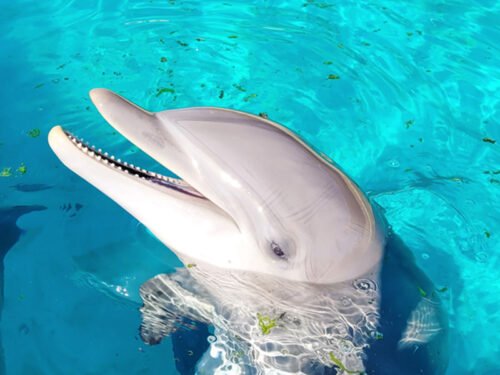 Le dauphin est un poisson. Vrai ou faux ? 