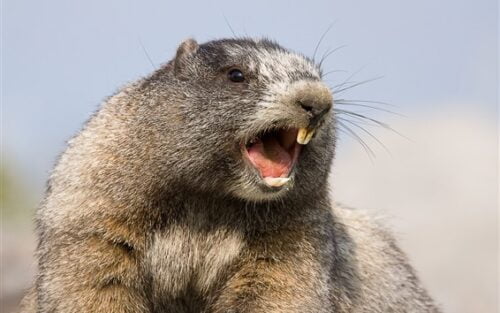 Les dents de la marmotte n’arrêtent jamais de pousser. Vrai ou faux ? 