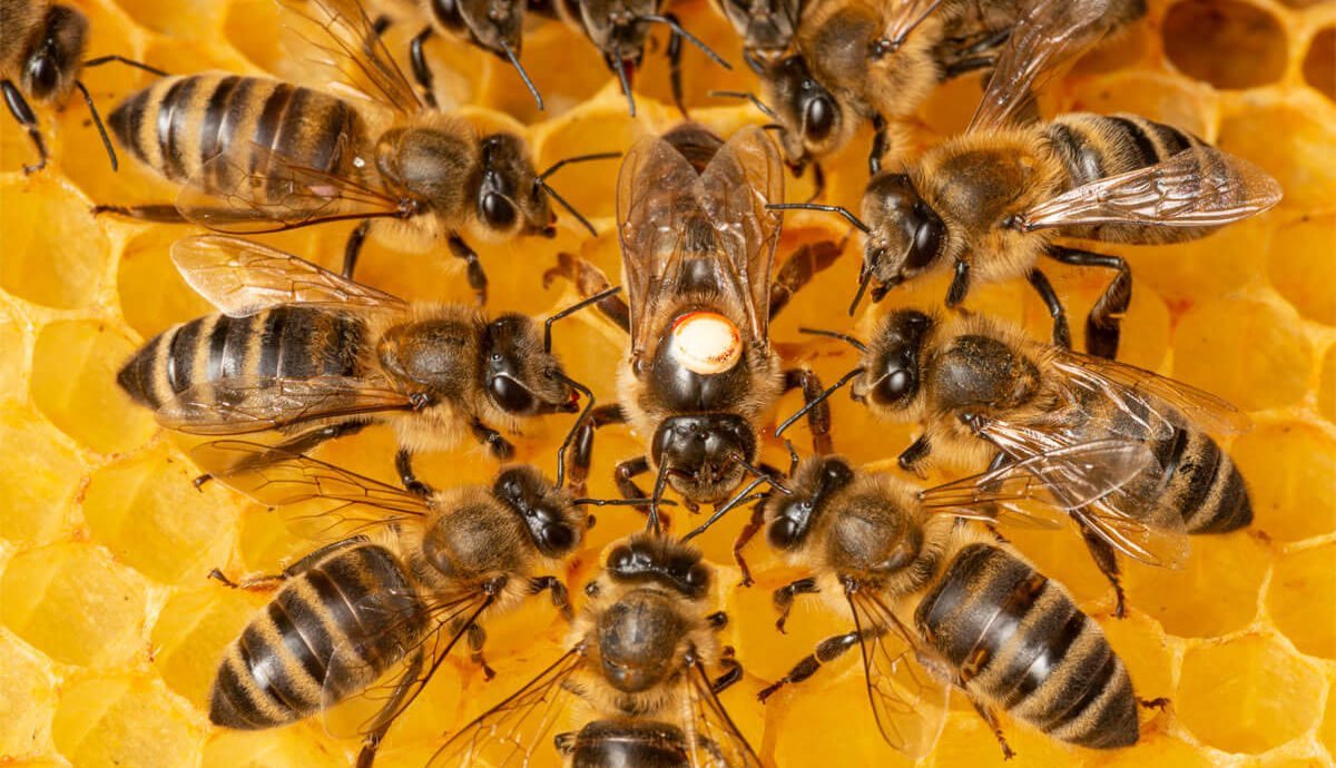 Quelle est la durée de vie d’une reine des abeilles ? 