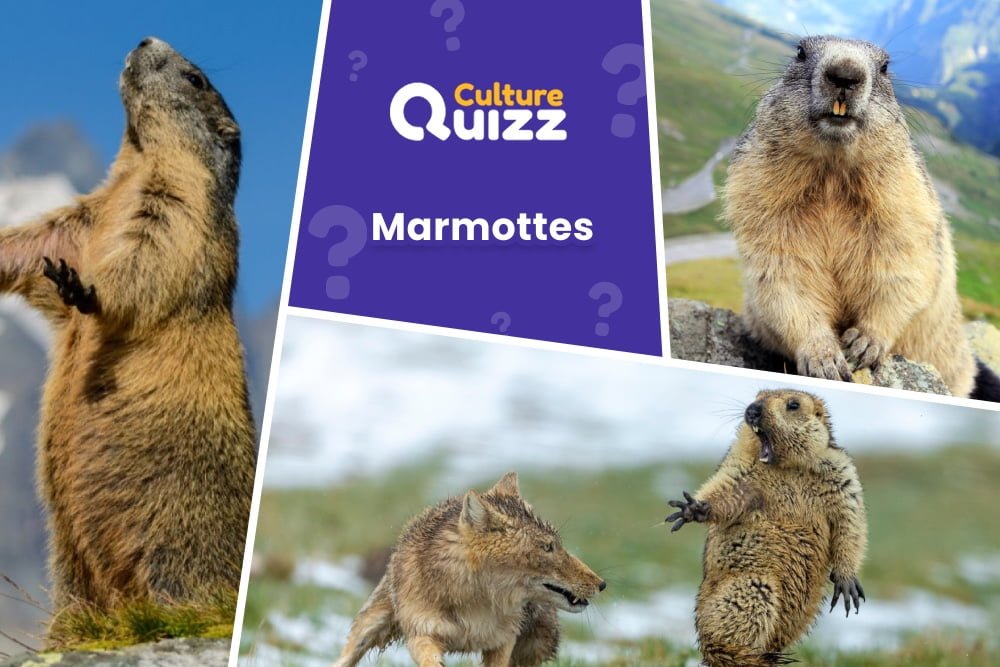 Quiz Marmottes - Quiz animaux sur les Marmottes : rongueurs des montagnes