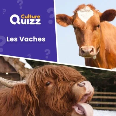 Quiz animalier sur les vaches - Questionnaire en ligne