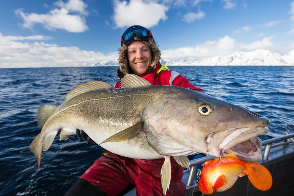 Quel poisson surnommé le cabillaud d'hiver est caractéristique de la Norvège ? 