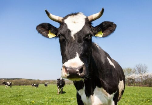 La vache fait partie de la famille des bovins. Vrai ou faux ? 
