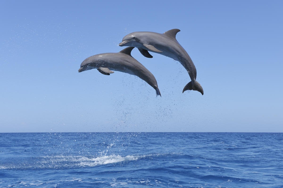 Combien de temps dure la gestation de la femelle dauphin ? 