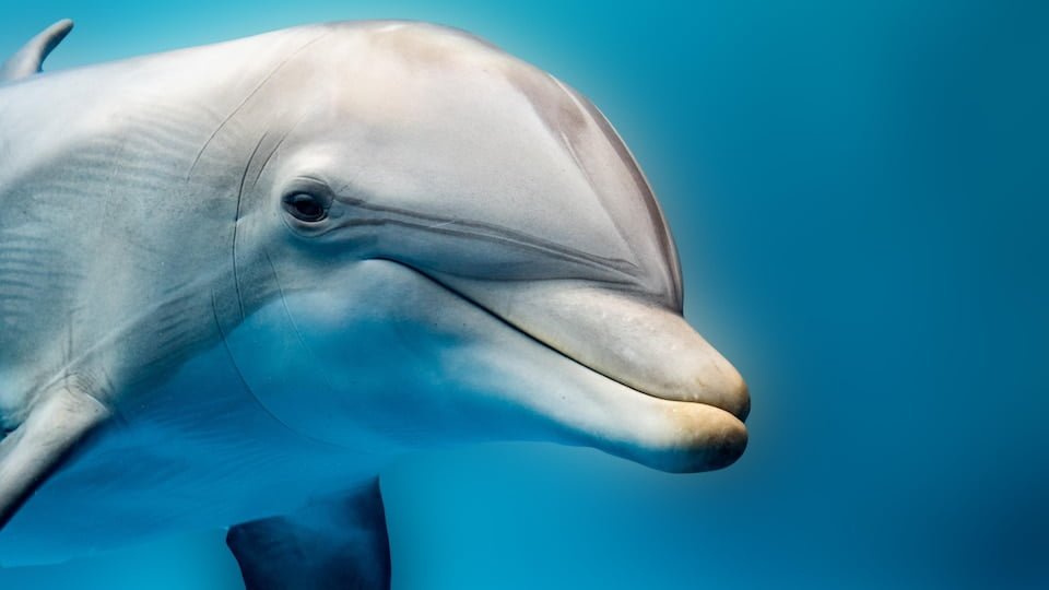 Comment appelle-t-on le nez du dauphin ? 